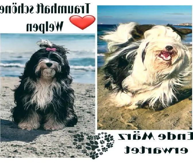 Wunderschöne Tibi Bärchen im Frühjahr