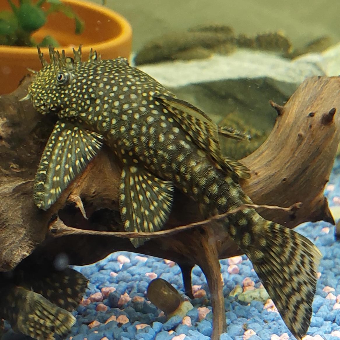 Antennenwelse in verschiedenen Grössen