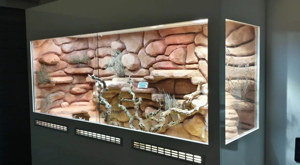 Terrarium für Zwergbartagamen
