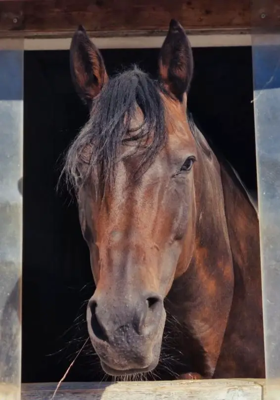 Reitbeteiligung für zuverlässiges Westernpferd im Thurgau