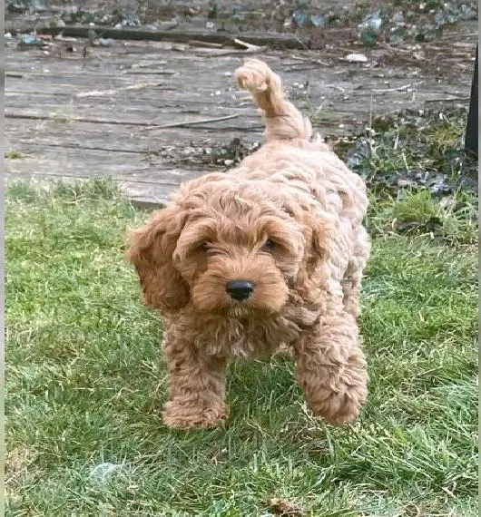Cockapoo Welpen Cockerpoo