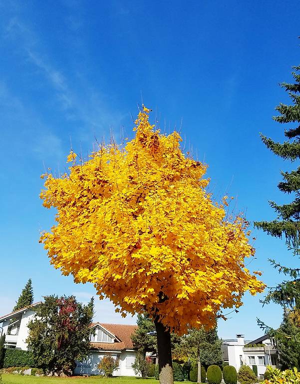 Brennholz Buchenholz Ofen Trocken Grosse Menge