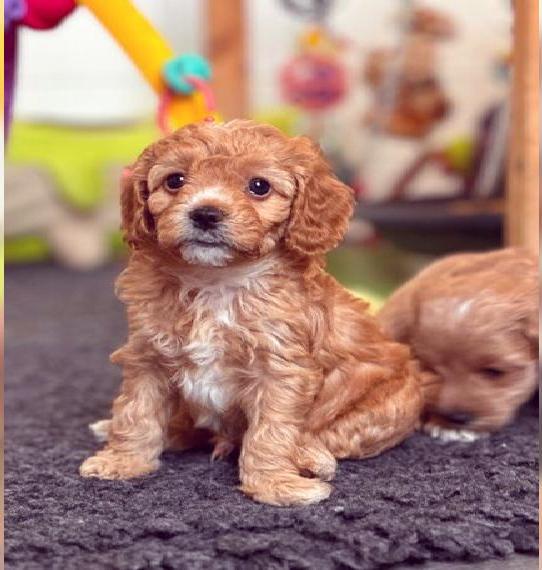 Cockapoo / Cockerpoo
