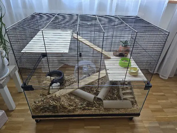 Ich Suche einen Zucht Männlichen gesunden Hamster