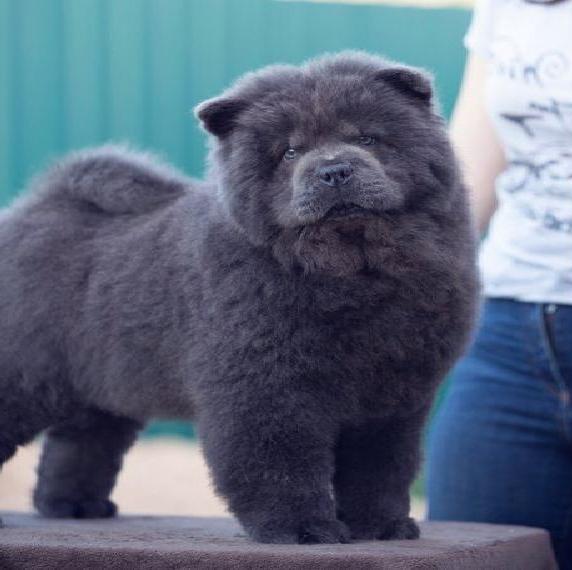 Chow chow FCI pedigree