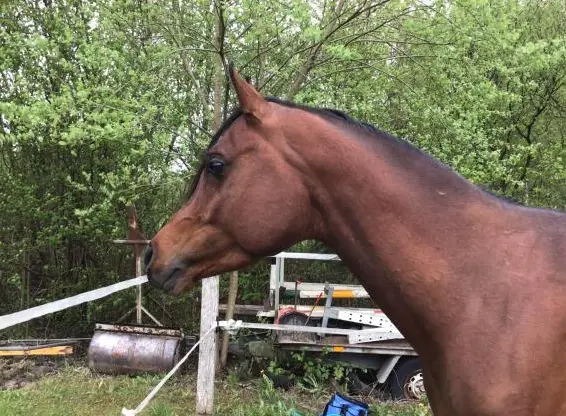 Vollblutaraber Deckhengst steht zum decken zur Verfügung