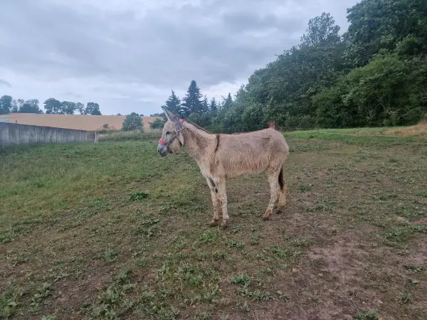 Spanische Riesen Esel Stute abzugeben