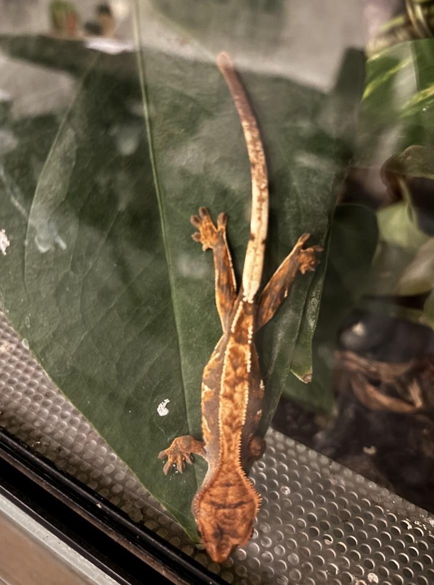 Kronengecko Jungtier, Geschlecht unbestimmt