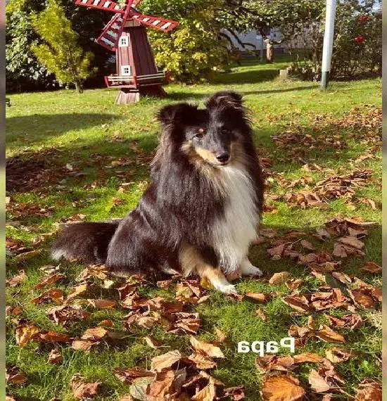 Sheltiewelpen vom Fuchsberg