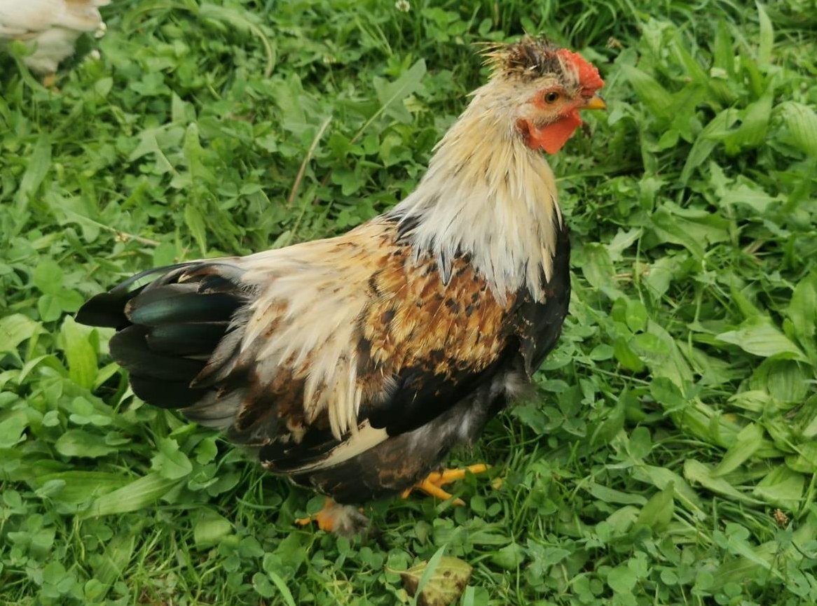 Junghähne suchen Hühnerschar