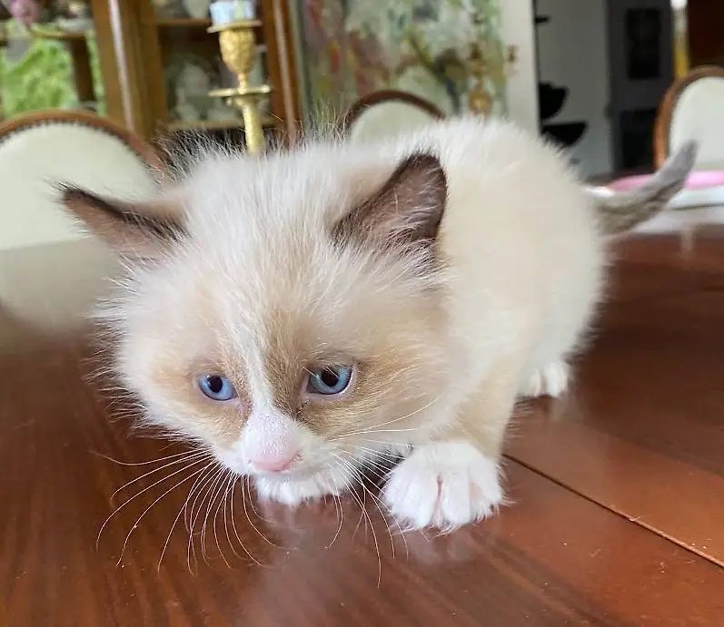 Süsses Kitten Mix Russisch blau und Siam