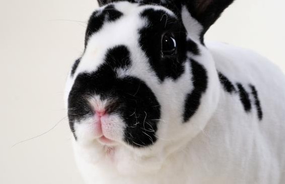 Samtweiche Mini Rex Kaninchen zum Liebhaben