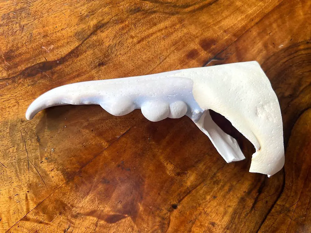 Schere einer Riesenkrabbe