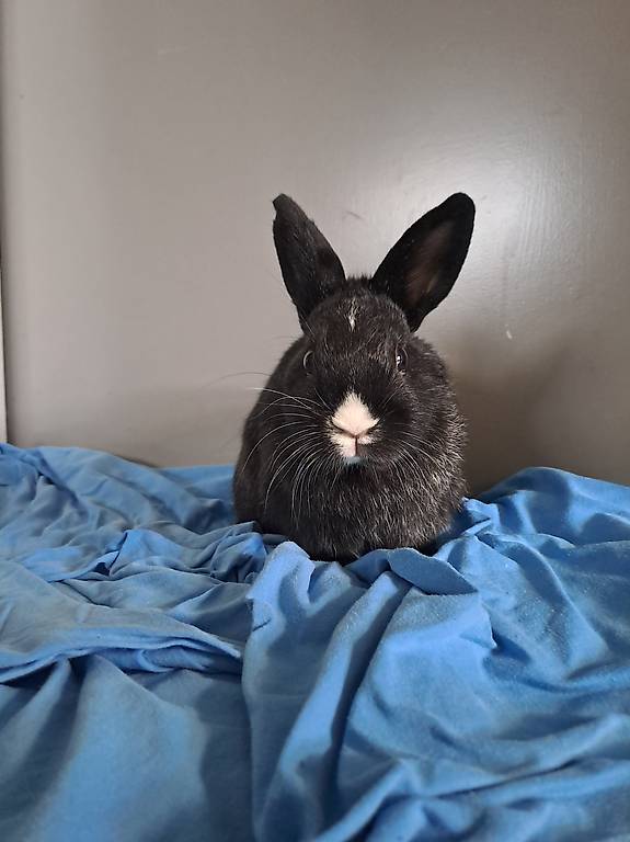 Zwergkaninchen zu verkaufen