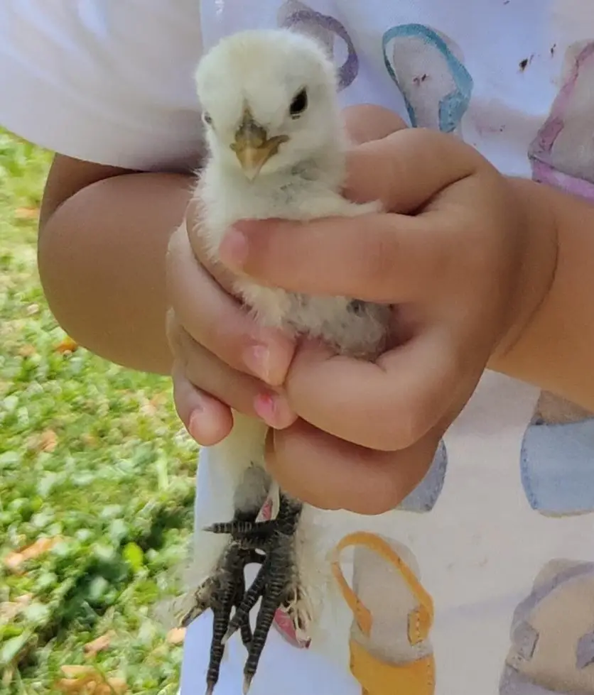 Seidenhuhn Bruteier GESUCHT im Raum ZG