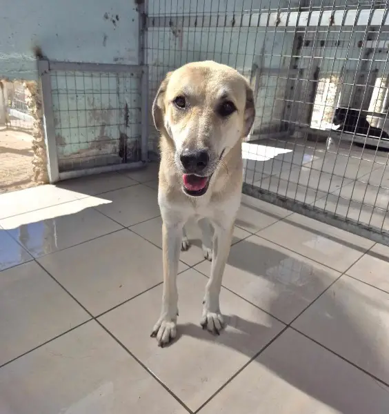 Kirk: Mischlingsrüde, ca. 4,6 Jahre alt, z.zt. in Griechenland