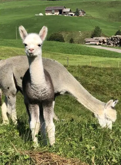Alpaka Jungtiere, tragende Stuten, auch mit Fohlen bei Fuss