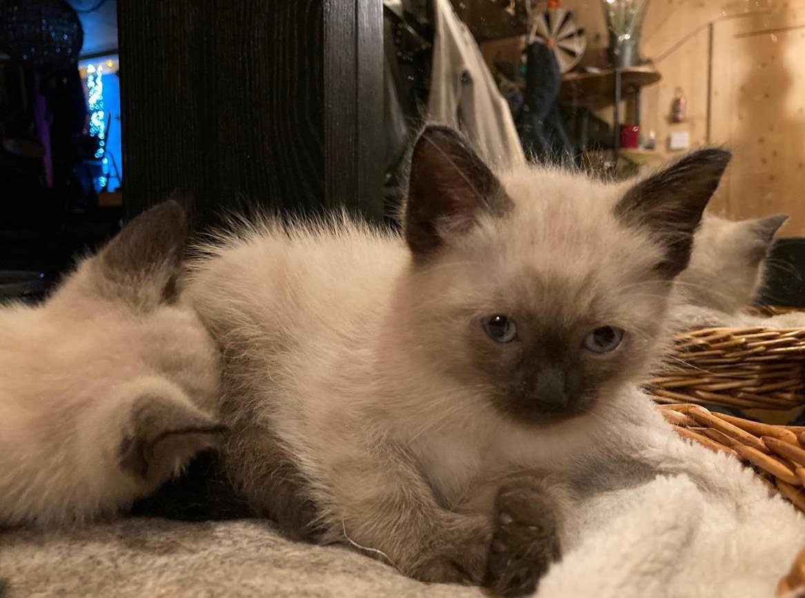 Wurf Siam Kitten, Rundkopf, stubenrein