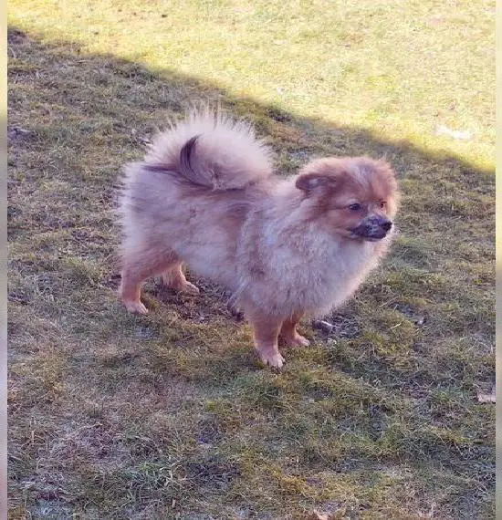 Pomeranian zwergspitz welpen nur Jungs