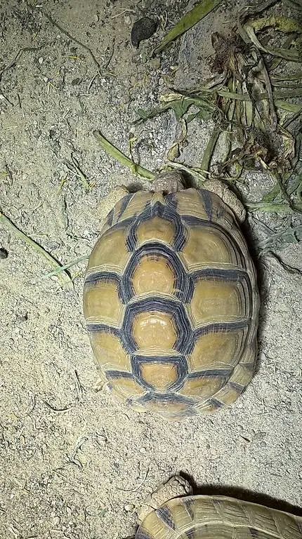 Schildkröte Testudo Kleinmanni Weibchen 2018