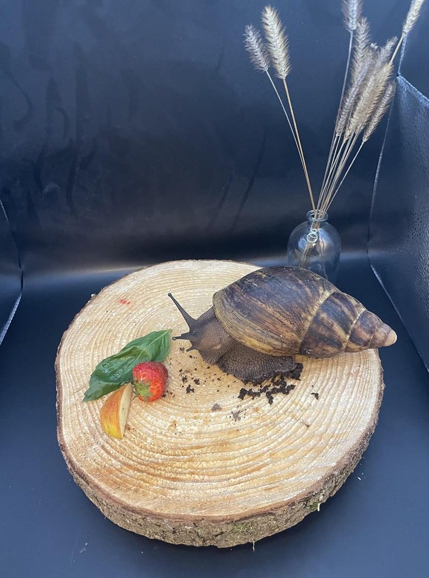 3 Achatschnecken, Archachatina marginata ovum mit Terrarium