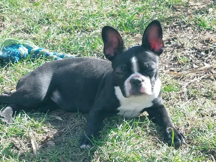 Boston Terrier Hündin