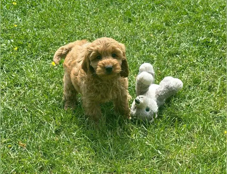 Cockapoo / Cockerpoo Welpen mit gen.Test (Cocker Spaniel, Pudel, Maltipoo)