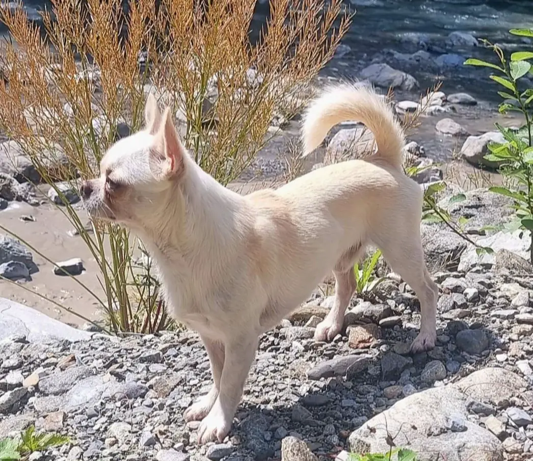 Kurzhaar Chihuahua Deckrüde 2,5-jährig, KEIN Verkauf