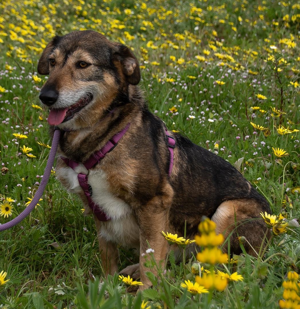 Mischlingshündin Emily, eine ängstliche Hunde Seele