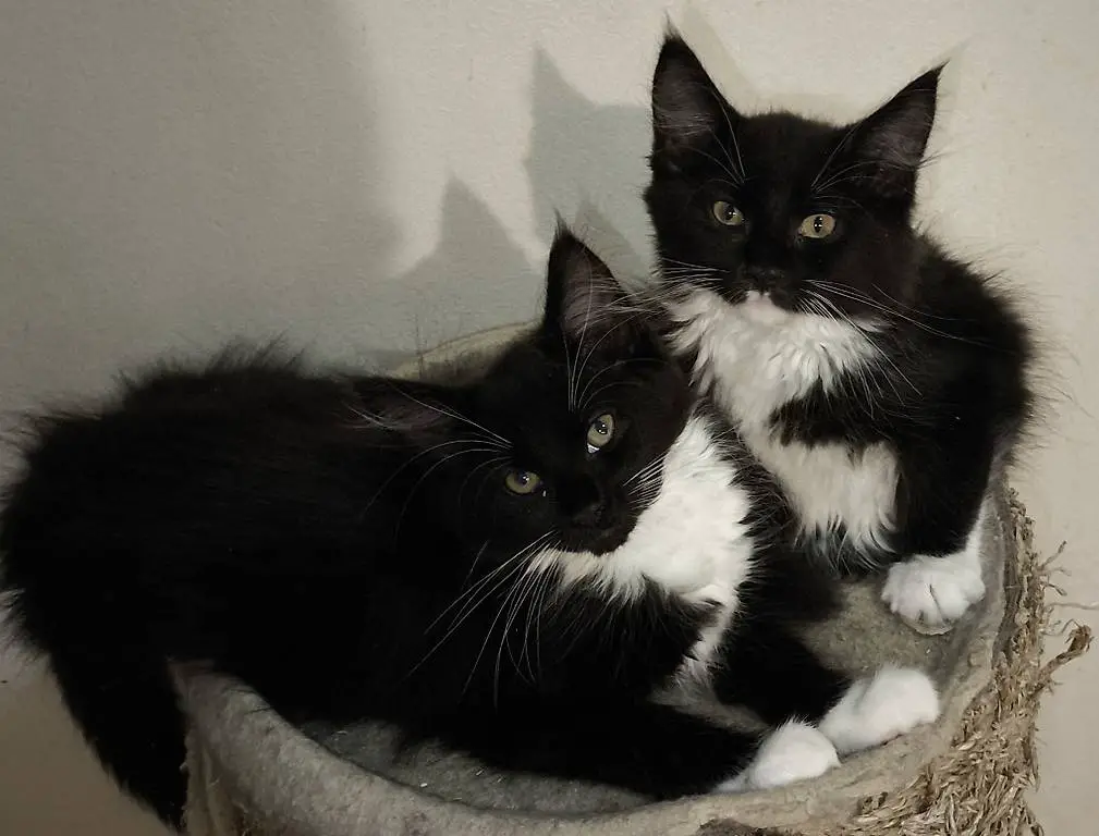 Reinrassige Maine Coon Kitten Black/White