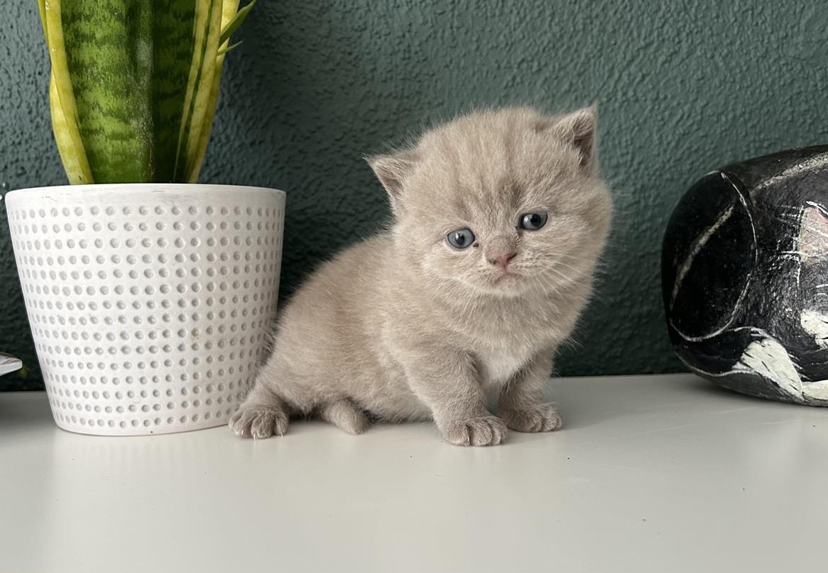 Britisch Kurzhaar Katzenbabys mit Stammbaum