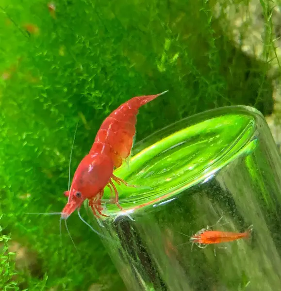 Neocaridina Zwerggarnele Red Sakura
