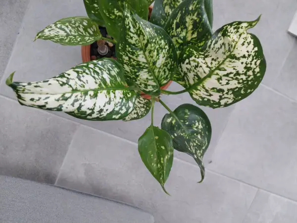 Aglaonema White star Kopfsteckling (Kolbenfaden)