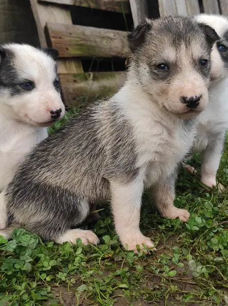 Cuccioli di siberian husky