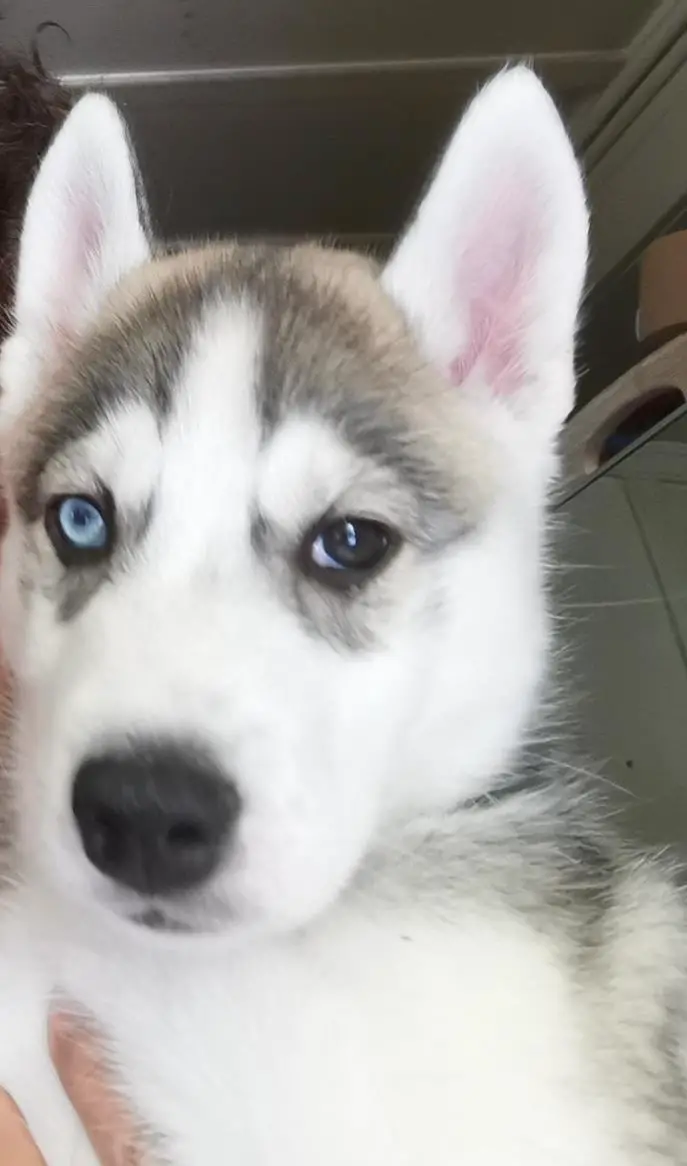 Sibirische Husky Welpen suchen ein Zuhause