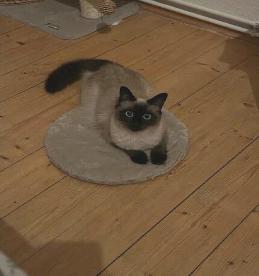 Siam - Balinese namens Alva