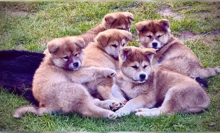 6 süsse Akita Inu"s suchen einen neuen Begleiter