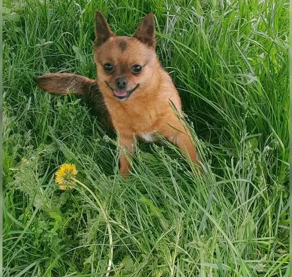 Pomchi Hündin, bald 4 Jahre alt