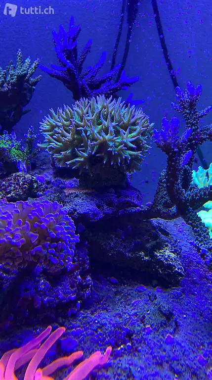 Coralli / Korallen molli e duri