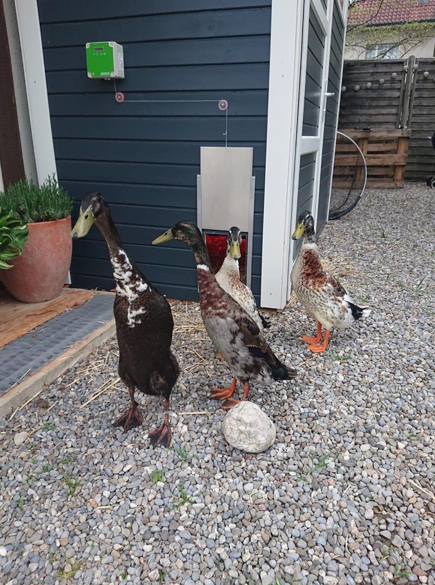 GRATIS: Laufenten Erpel suchen neues Zuhause