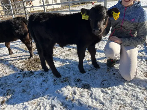 Dexter Stierkalb ab Mai zu verkaufen