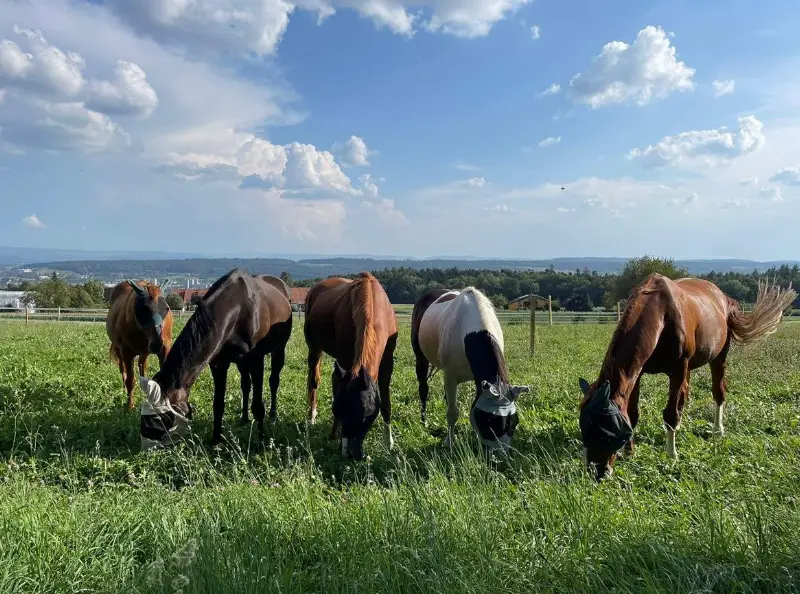 Wallach WG in kleinem Privatstall in Oberdorf SO sucht...