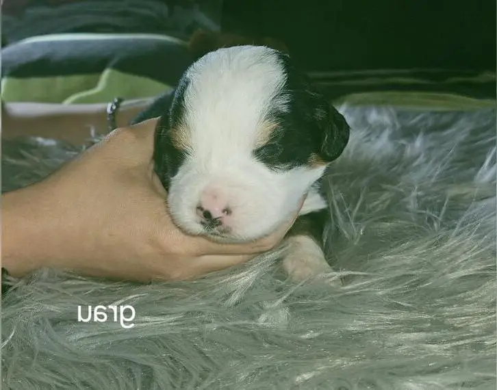 Reinrassige Berner Sennenhund