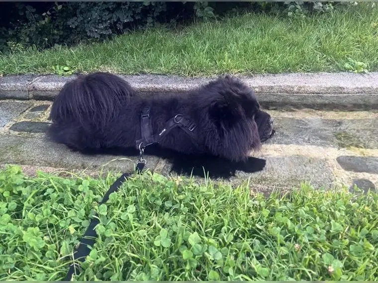 CHOW-CHOW sucht dringend Zuhause