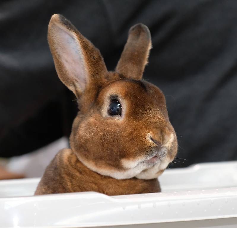 Mini Rex Kaninchen zum Liebhaben
