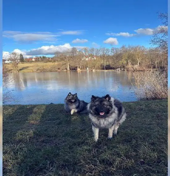 Wolfspitz Welpen vom alten Schlag