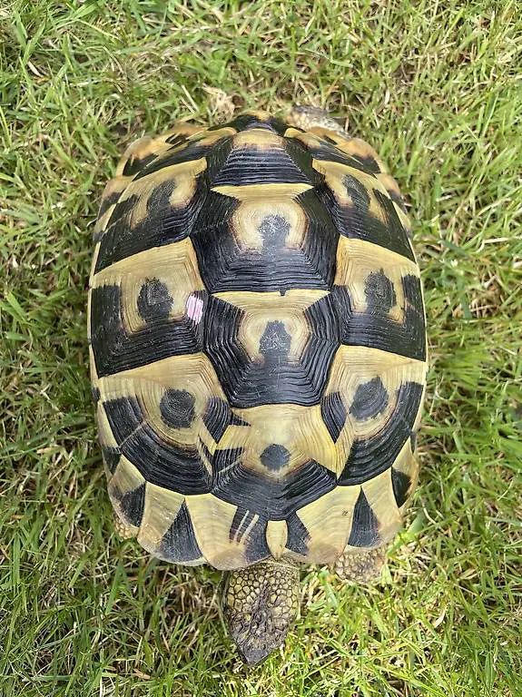 Griechische Landschildkröten weiblic