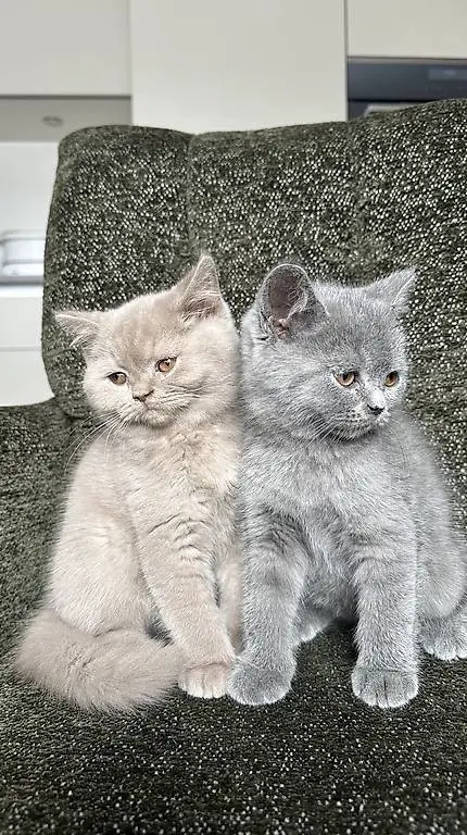 BKH Katzen Britische kurze Haare