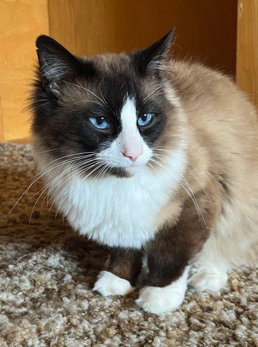 Ragdoll Deckkater mit Blutgruppe A