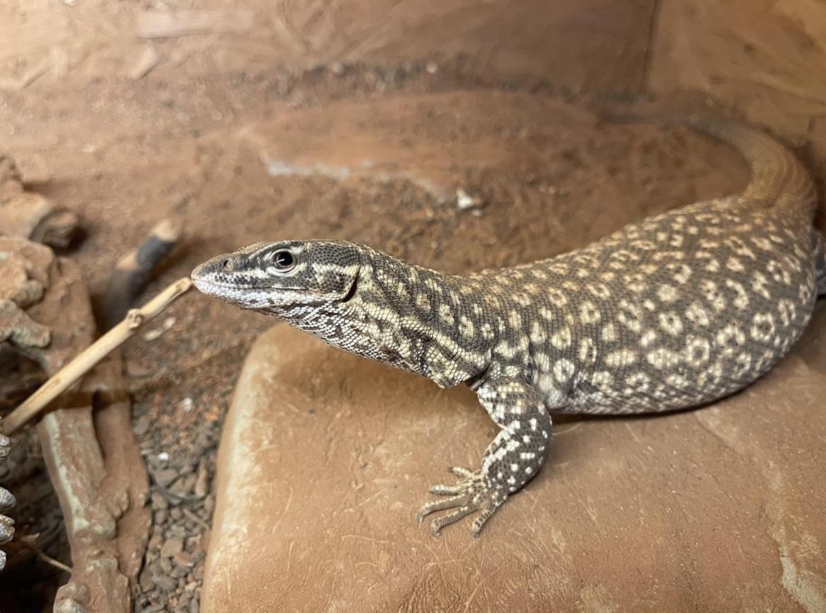 Varanus Acanthurus Waran + Terrarium mit Zubehör
